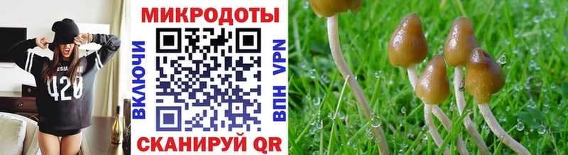 Псилоцибиновые грибы Cubensis  блэк спрут ссылки  Порхов 